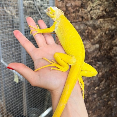 Iguana iguana - Femelle nommée Oberyn - Iguane vert