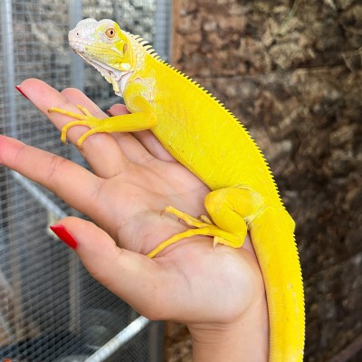 Iguana iguana - Femelle nommée Oberyn - Iguane vert