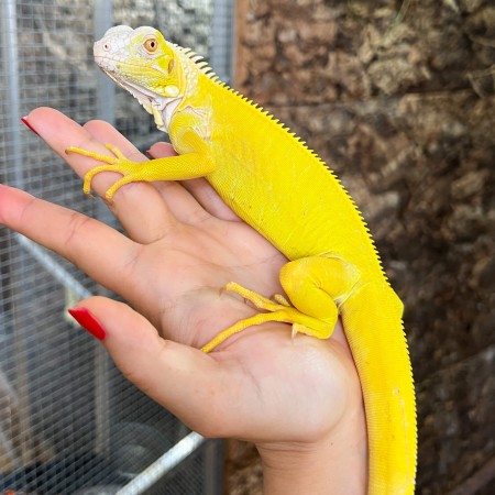 Iguana iguana - Femelle nommée Oberyn - Iguane vert