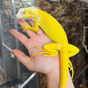 Iguana iguana - Femelle...