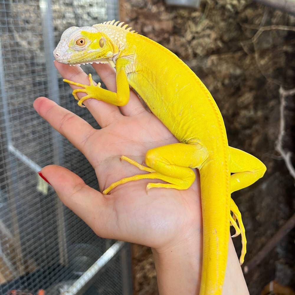 Iguana iguana - Femelle nommée Oberyn - Iguane vert Iguana iguana - Femelle nommée Oberyn - Iguane vert