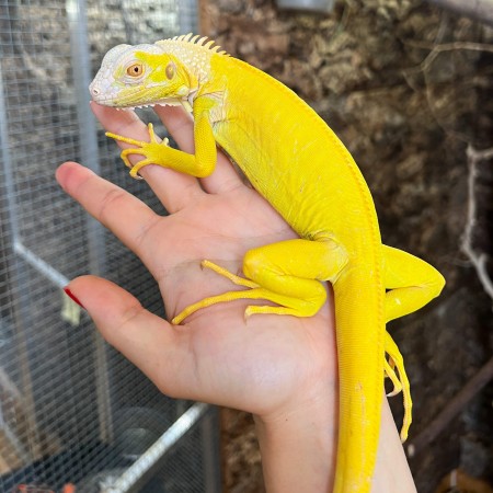 Iguana iguana - Femelle nommée Oberyn - Iguane vert