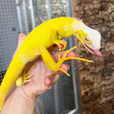 Iguana iguana - Femelle nommée Oberyn - Iguane vert