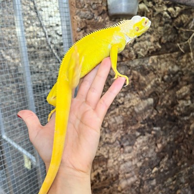 Iguana iguana - Femelle nommée Oberyn - Iguane vert
