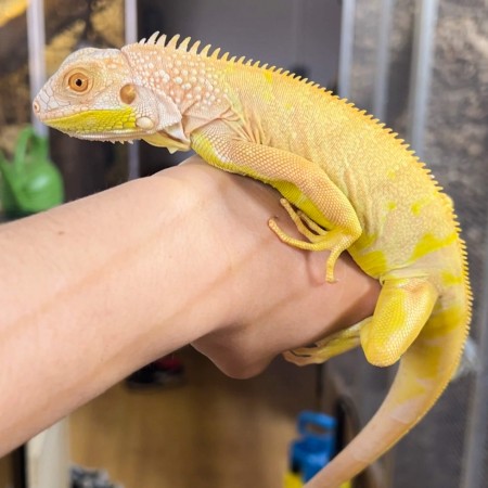 Iguana iguana - Femelle nommée Cleo - Iguane vert