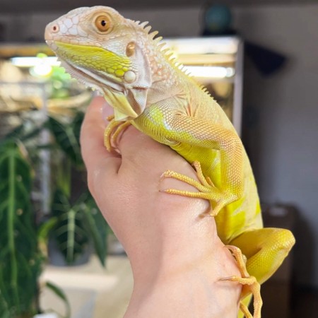 Iguana iguana - Femelle nommée Cleo - Iguane vert