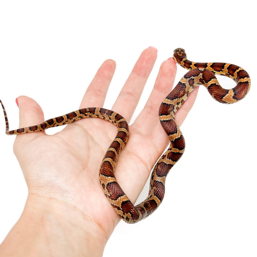 Pantherophis guttatus "Okeetee" - Serpent des blés Pantherophis guttatus "Okeetee" - Serpent des blés