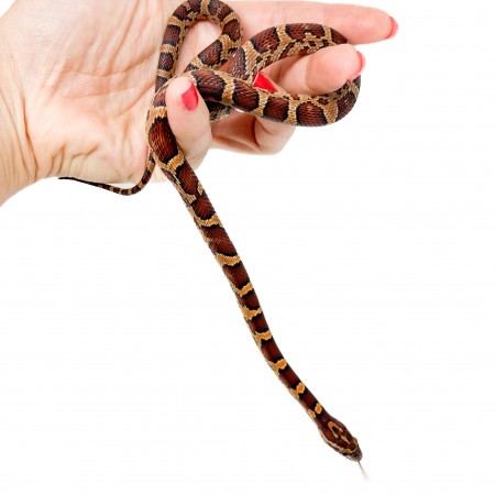 Pantherophis guttatus "Okeetee" - Serpent des blés