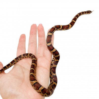 Pantherophis guttatus "Okeetee" - Serpent des blés