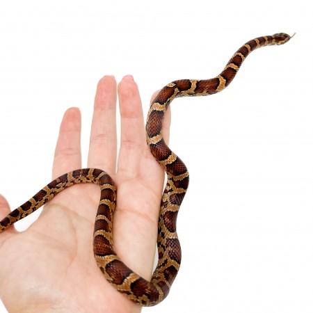 Pantherophis guttatus "Okeetee" - Serpent des blés