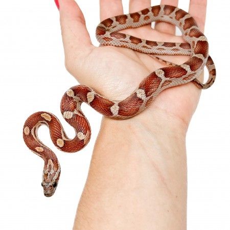Pantherophis guttatus "Miami Motley" - Serpent des blés