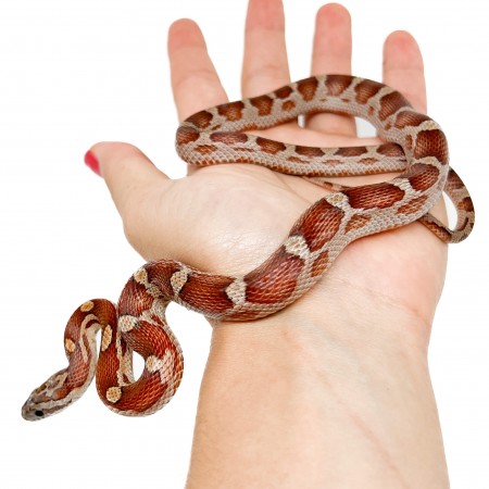Pantherophis guttatus "Miami Motley" - Serpent des blés