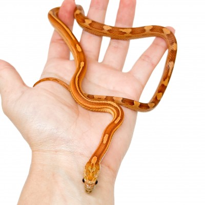 Pantherophis guttatus "Hypo Motley" - Serpent des blés