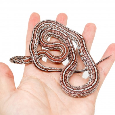 Pantherophis guttatus "Tessera" - Serpent des blés