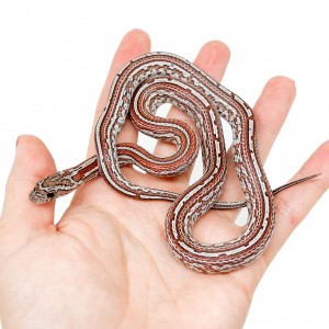 Pantherophis guttatus...