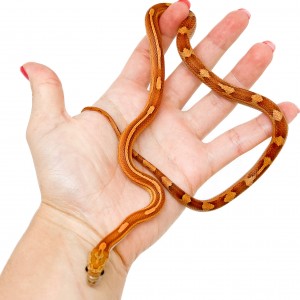 Pantherophis guttatus "Hypo...