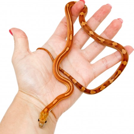 Pantherophis guttatus "Hypo Motley" - Serpent des blés