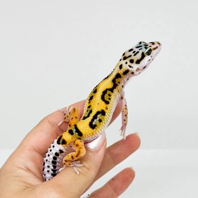 Eublepharis macularius "Stripe" - Gecko léopard