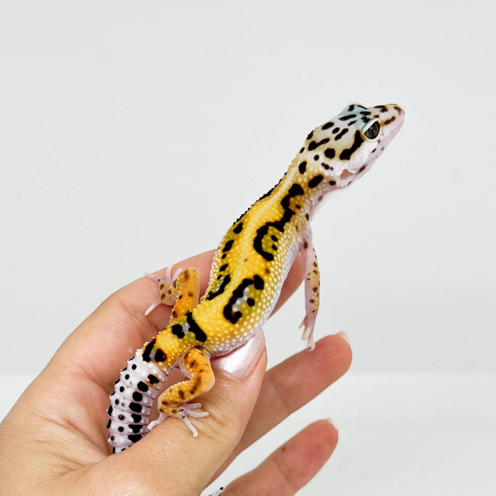 Eublepharis macularius "Stripe" - Gecko léopard