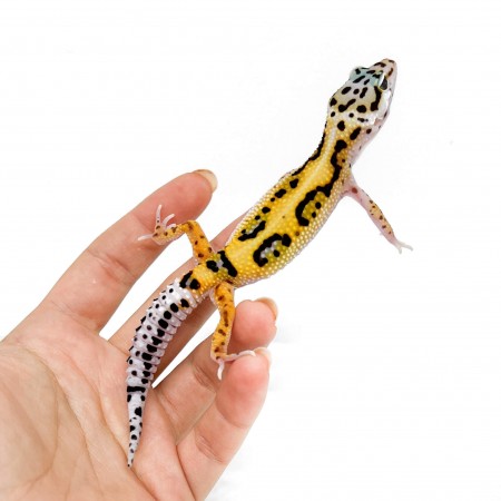 Eublepharis macularius "Stripe" - Gecko léopard
