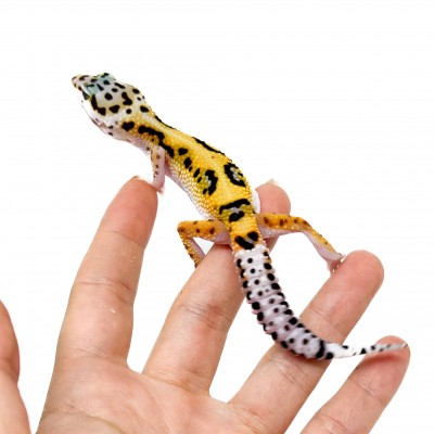 Eublepharis macularius "Stripe" - Gecko léopard