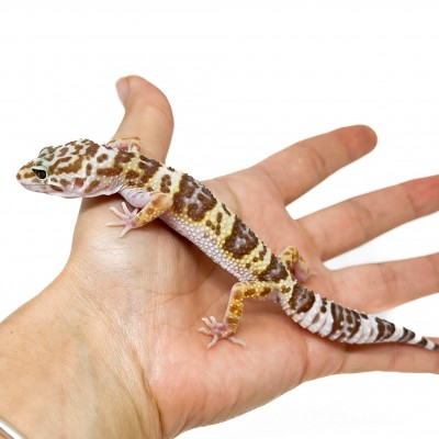 Eublepharis macularius "Mack snow Tremper" - Gecko léopard
