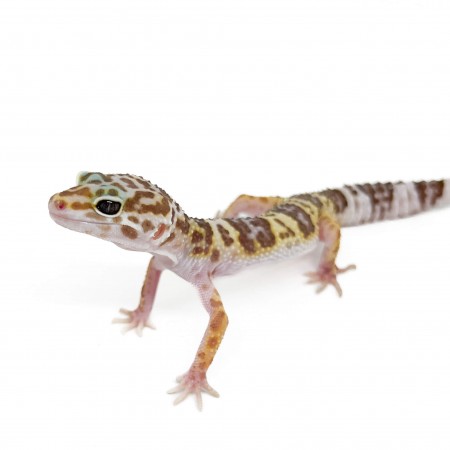Eublepharis macularius "Mack snow Tremper" - Gecko léopard