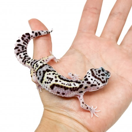 Eublepharis macularius "Mack Snow Jungle" - Gecko léopard