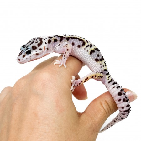 Eublepharis macularius "Mack Snow Jungle" - Gecko léopard