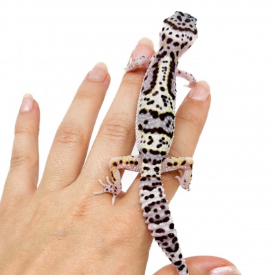 Eublepharis macularius "Mack Snow Jungle" - Gecko léopard