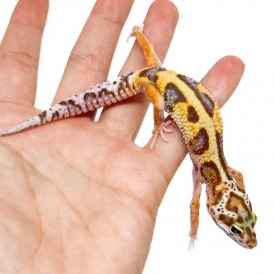 Eublepharis macularius "Stripe Tremper albinos" - Gecko léopard