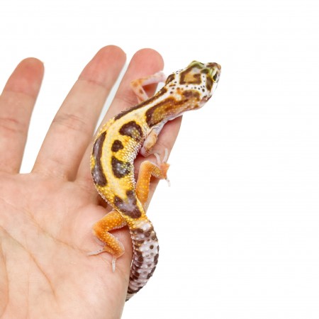Eublepharis macularius "Stripe Tremper albinos" - Gecko léopard