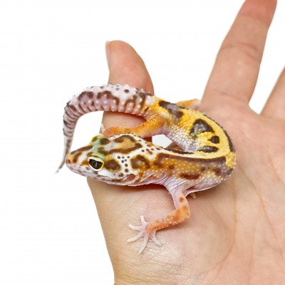 Eublepharis macularius "Stripe Tremper albinos" - Gecko léopard