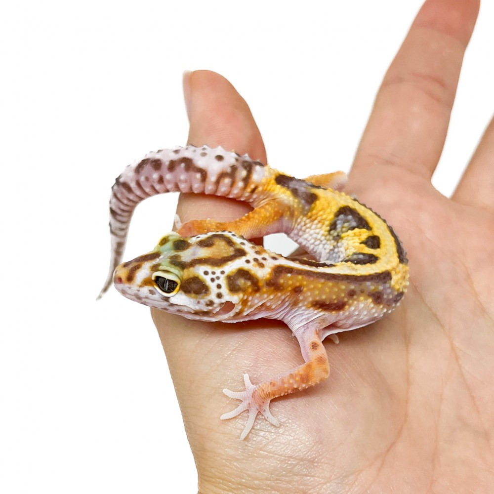 Eublepharis macularius "Stripe Tremper albinos" - Gecko léopard Eublepharis macularius "Stripe Tremper albinos" - Gecko léopard