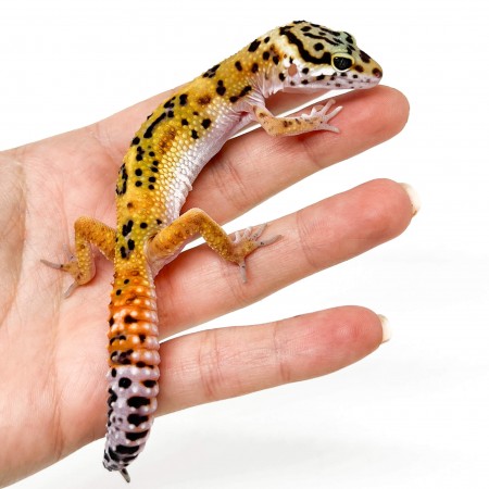 Eublepharis macularius "Jungle Carrot tail" - Gecko léopard