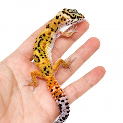 Eublepharis macularius "Jungle Carrot tail" - Gecko léopard