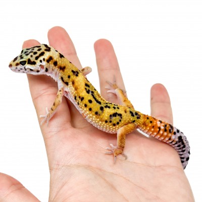 Eublepharis macularius "Jungle Carrot tail" - Gecko léopard