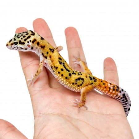 Eublepharis macularius "Jungle Carrot tail" - Gecko léopard