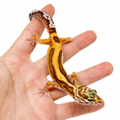 Eublepharis macularius "Tremper Stripe" - Gecko léopard