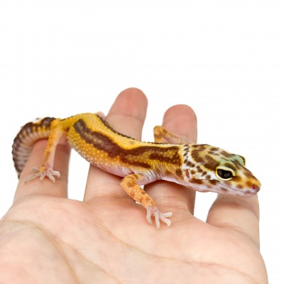 Eublepharis macularius "Tremper Stripe" - Gecko léopard