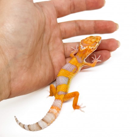 Eublepharis macularius "Tangerine Albinos" - Gecko léopard