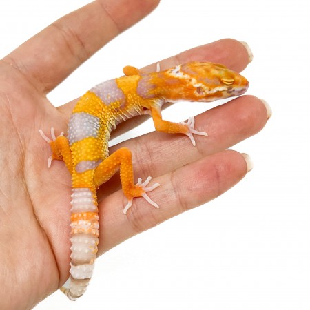 Eublepharis macularius "Tangerine Albinos" - Gecko léopard