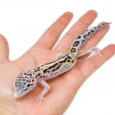 Eublepharis macularius "Stripe Eclipse" - Gecko léopard