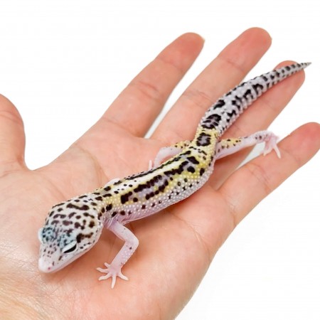Eublepharis macularius "Stripe Eclipse" - Gecko léopard