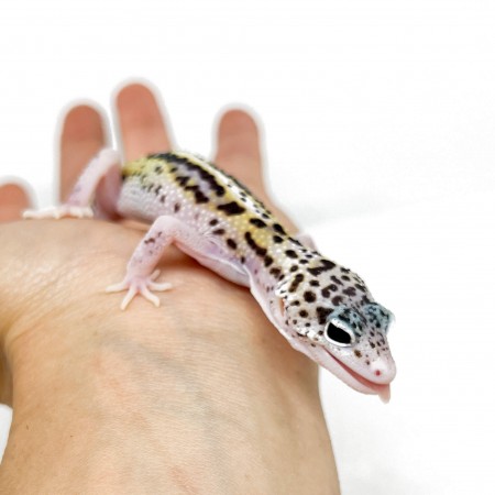 Eublepharis macularius "Stripe Eclipse" - Gecko léopard