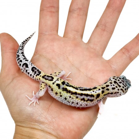 Eublepharis macularius "Stripe Eclipse" - Gecko léopard