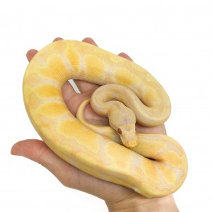Python regius "Leopard...