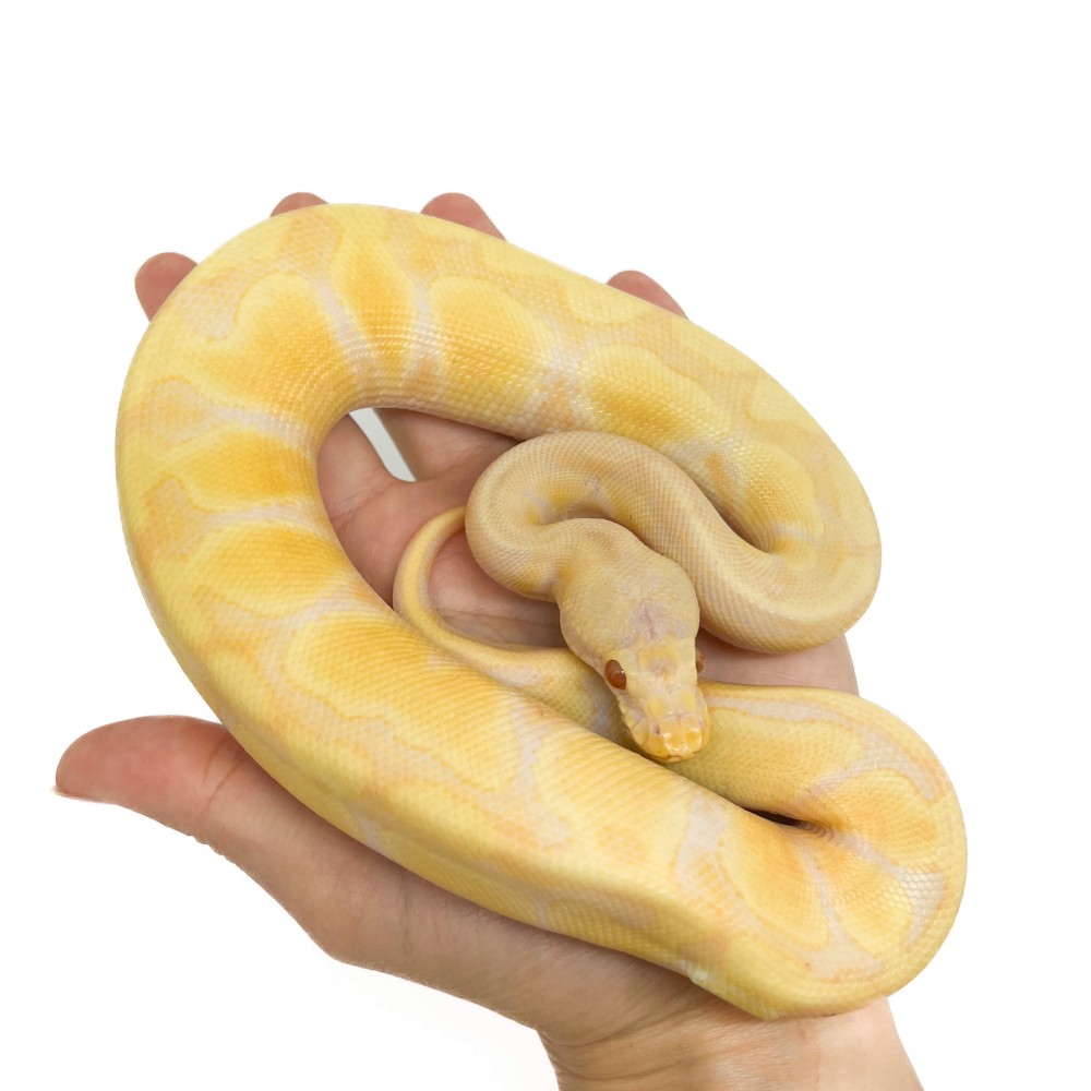 Python regius "Leopard Pastel enchi" - Python royal Python regius "Leopard Pastel enchi" - Python royal
