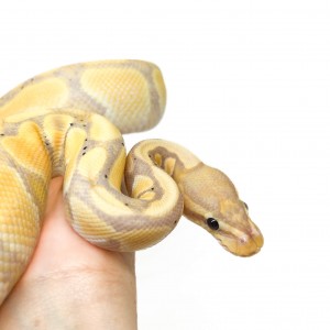 Python regius "Banana...