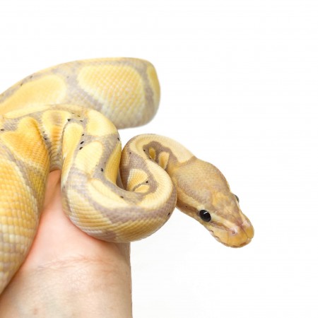 Python regius "Banana Orange Dream" - Python royal